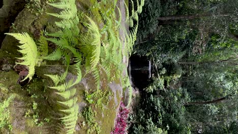 Vertikaler-Rahmen-Aus-Grün-Und-Tropischer-Flora-Mit-Kleinem-Bachwasserfall-Im-Hintergrund-In-Rio-De-Janeiro-Und-Kleiner-Brise,-Die-Die-Blätter-Im-Vordergrund-Bewegt