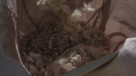 Alpaca-shaved-pieces-of-wool-dropping-into-bag,-slow-motion