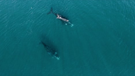 Two-pair-of-whales-swimming-together-with-their-calves---Aerial-Bird-eye-shot