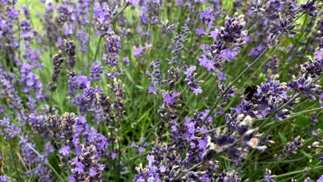 Honigbiene-Bestäubt-Die-Schönen-Lila-Lavendelblüten