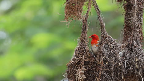 Beautiful-single-red-headed-weaver-bird-perched-in-natural-nest-in-green-habitat,-South-Africa,-static-close-up