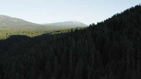 Riesige-Dichte-Kiefer-Bergauf-Lassen-National-Forest-Kalifornien-Antenne