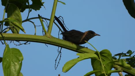 Indian-robin-female-hiding-tree-UHD-Mp4-4k-