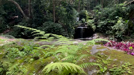 Grün-Und-Tropische-Flora-Mit-Kleinem-Bachwasserfall-Im-Hintergrund-In-Rio-De-Janeiro-Und-Kleiner-Brise,-Die-Die-Blätter-Im-Vordergrund-Bewegt