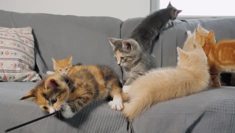 Zeitlupenaufnahme-Von-Kätzchen,-Die-Auf-Einem-Sofa-Miteinander-Spielen