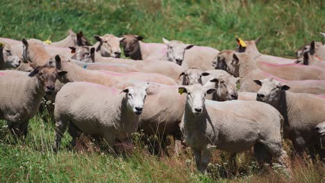 Anxious-looking-herd-of-white-shaved-sheep-in-grass-farm-land