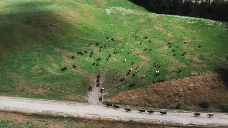 Cows-arriving-at-fresh-new-grassland-in-countryside-ranch,-aerial