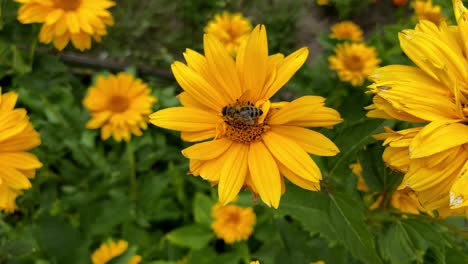 Nahaufnahme-Einer-Biene,-Die-Pollen-Bunter-Gelber-Blumen-In-Der-Natur-Sammelt,-Statisch