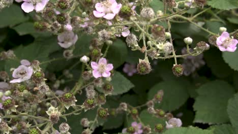 Push-in-rack-focus-of-pink-Himalayan-blackberry-blossom-and-green-berries