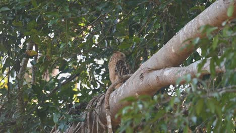 Looking-to-the-left-and-then-turns-its-head-looking-over-its-left-shoulder-then-preens-its-right-under-wing,-Buffy-Fish-Owl,-Ketupa-ketupu,-Khao-Yai-National-Park,-Thailand