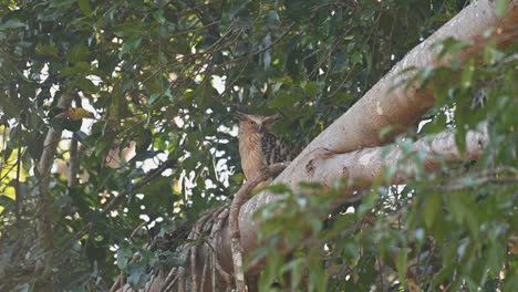 Ein-Blick-über-Die-Schulter-Schaut-Dann-Plötzlich-An-Einem-Windigen-Tag-In-Die-Kamera,-Buffy-Fish-Owl,-Ketupa-Ketupu,-Khao-Yai-Nationalpark,-Thailand