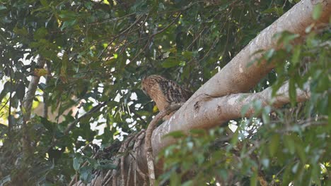 Looking-up-then-opened-its-eyes-wide-exposing-the-yellow-then-stretches-to-look-behind,-Buffy-Fish-Owl,-Ketupa-ketupu,-Khao-Yai-National-Park,-Thailand