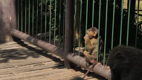 The-little-baby-Monkey-you-must-see