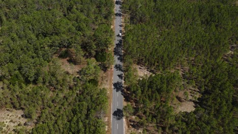 Aerial-footage-of-a-white-car-driving-on-a-tarmac-road-through-a-pine-tree-forest