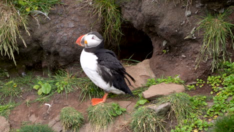 Puffin-spreading-wings-in-front-of-his-nest
