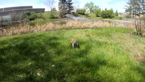 A-little-Prairie-Dog-running-in-the-grass-in-a-park-on-a-sunny-day-in-Alberta-Canada