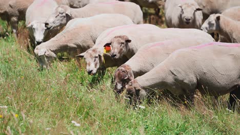 Grazing-herd-of-sheep-on-sunny-day-in-ranch-countryside