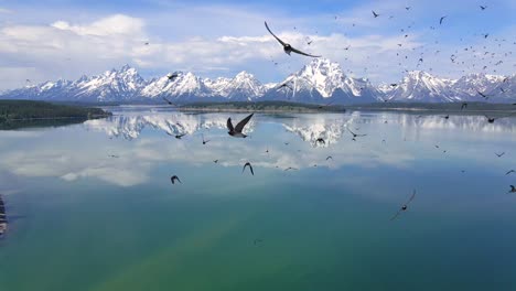 Aerial-4K-slow-mo-60fps-of-flock-of-birds-in-Grand-Teton-National-Park,-Wyoming,-USA