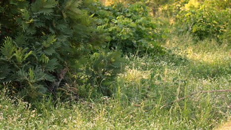 Leopardenbabys,-Die-Sich-Im-Busch-In-Südafrika-Verstecken,-Totale