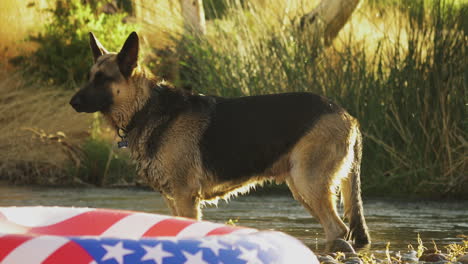 Static-shot-of-German-Shepherd-trained-dog-standing-on-a-pond-river-water-in-wilderness-with-USA-national-flag