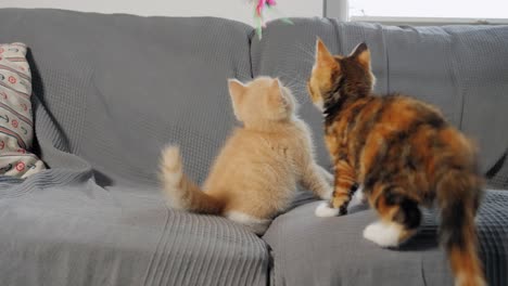 Slow-motion-shot-of-kittens-playing-with-each-other-on-a-sofa