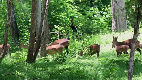 Indian-Hog-Deer,-Hyelaphus-porcinus