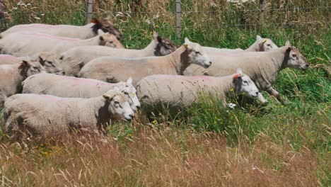 Weiße-Schafe,-Die-Auf-Einer-Ranch-In-Neuseeland-Auf-Einer-Graswiese-Laufen
