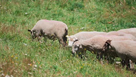 Ruhige-Schafe,-Die-Während-Des-Sommertages-Auf-Grashügeln-Grasen,-Vieh