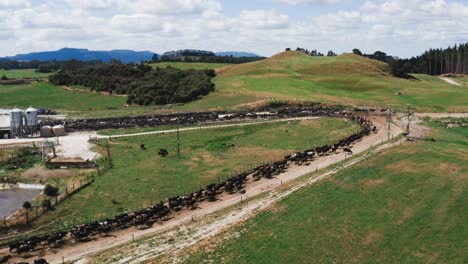 Herd-of-cows-in-long-line-near-milking-shed-at-large-cattle-ranch,-aerial