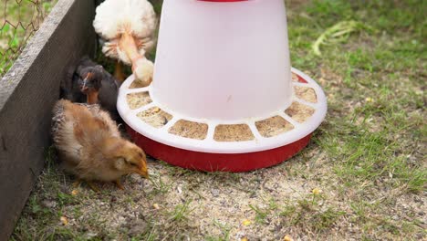 Hühner-Fressen-Futter-Auf-Dem-Bauernhof