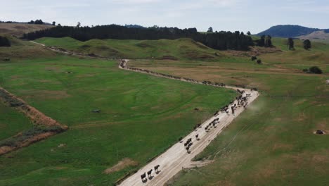 Long-line-of-cows-moving-along-dirt-road-towards-grass-pasture,-cattle-ranch