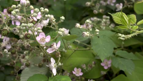 Slow-tracking-shot-of-green-Himalayan-blackberries-and-pink-blossoms