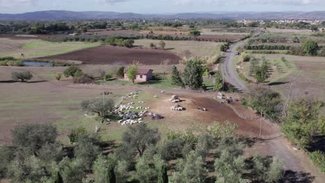 Rebaño-De-Ovejas-En-Potrero-De-Hierba-En-El-Campo-De-Italia,-Antena