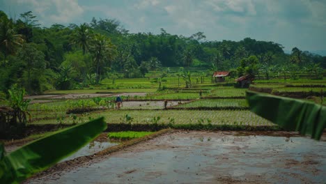 A-huge-natural-and-traditional-green-rice-field-next-to-a-jungle-river-and-farmers-with-straw-hats-in-Bali,-Indonesia---Asia-with-green-palm-trees-and-little-huts