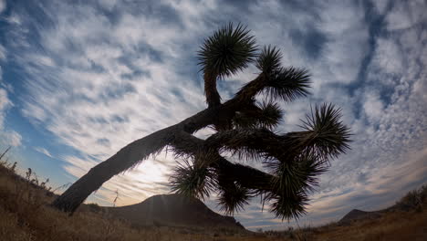 Fisheye-time-lapse-cloudscape-with-the-silhouette-of-a-Joshua-tree-in-the-foreground-and-mountains-in-the-background---unique-perspective