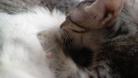 Un-Gatito-Está-Amamantando-A-Su-Madre