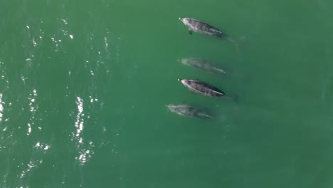 Aerial-4K-footage-of-a-pod-of-bottlenose-dolphins-swimming-by-the-coast-of-Santa-Barbara,-California,-USA