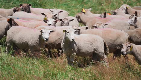 Neugierige-Schafe,-Die-An-Sonnigen-Tagen-Auf-Der-Grasweide-Stehen