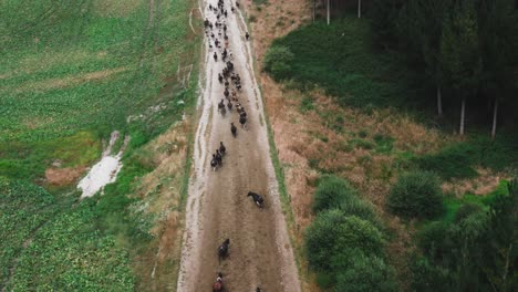 Herd-of-cows-walking-slowly-on-sand-path-beside-pine-tree-forest,-aerial