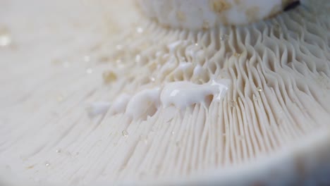 Abstract-background-macro-image-of-mushroom.-Close-Up
