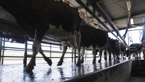 Black-and-white-holstein-cows-walking-into-milk-shed,-low-angle