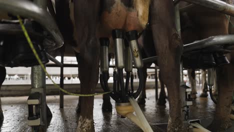 Cow-udder-hooked-on-suction-pump-extracting-raw-milk-in-carousel-parlour