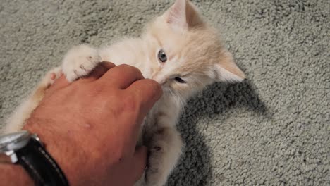 Zeitlupenaufnahme-Eines-Kätzchens,-Das-Mit-Menschlicher-Hand-Spielt