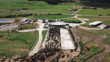 Ordeñando-Vacas-En-Línea-Para-La-Sala-De-Ordeño-En-Un-Día-Soleado,-Rancho-Rural-Nueva-Zelanda,-Aéreo