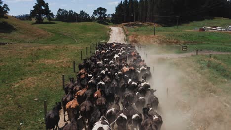 Stampede-of-cows-running-on-dusty-sand-farm-road,-panic-rush,-aerial
