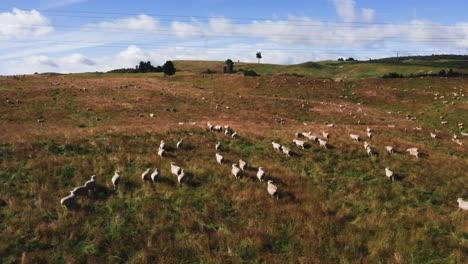 Herd-of-sheep-walking-around-on-idyllic-rolling-hills-in-countryside-of-New-Zealand