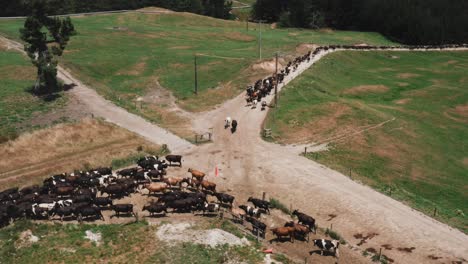 Two-herds-of-cows-at-dirt-path-crossroads-on-large-ranch,-aerial