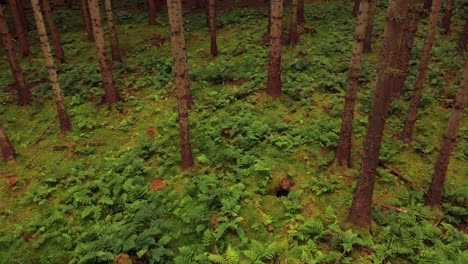 Drone-flying-backwards-through-pine-forest-above-the-ferns