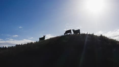 Back-lit-silhouette-of-three-cows-standing-on-hill,-aerial