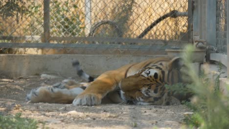 Erwachsener-Bengalischer-Tiger-Im-Zoo,-Der-In-Zeitlupe-Ein-Nickerchen-Macht